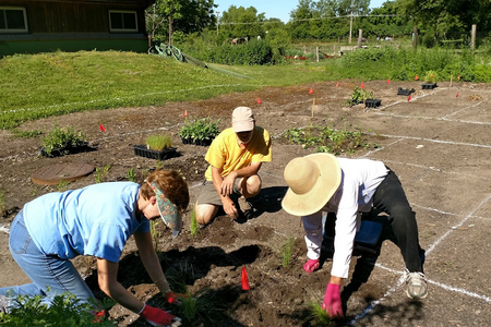 adults planting in soil