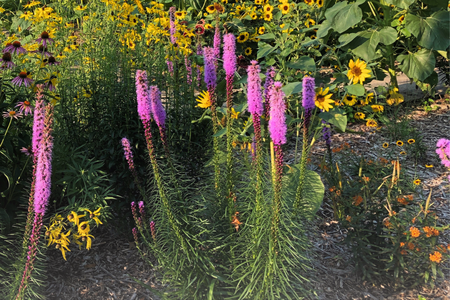 Picture of purple, yellow, and orange flowers in a garden