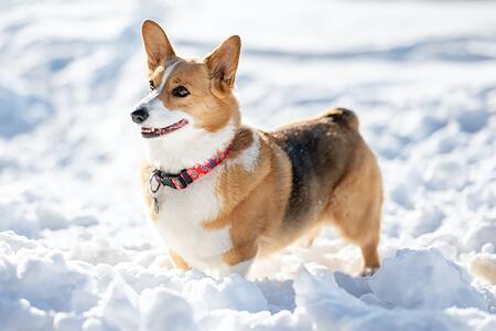 a corgi dog standing in deep snow