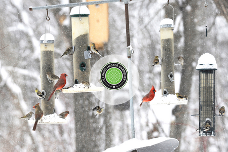 birds in the winter at all different kinds of feeders