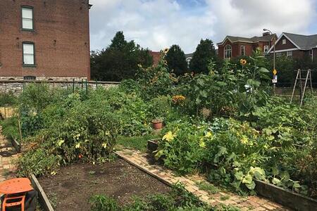 a vegetable garden in a neighborhood