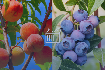 A split image of a peach tree and a blueberry bush.