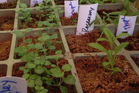 Herb seedlings emerging in grow trays