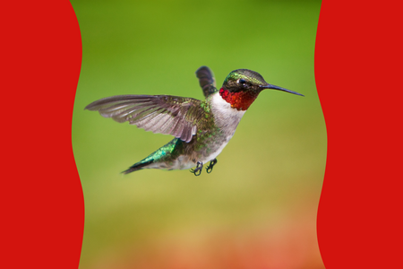 Red-throated hummingbird.