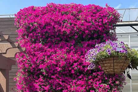 Pink Wall of flowers next to a hanging basket of purple petunias. 