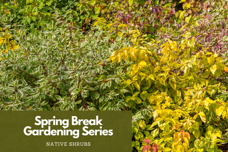 plant shrubs  a variety in landscape