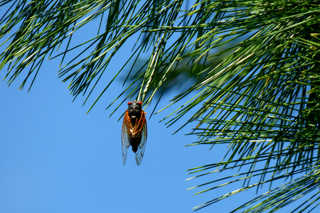Cicada hanging on a pine branch