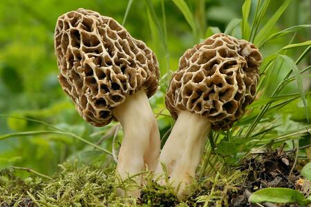 two morel mushrooms growing on the forest floor