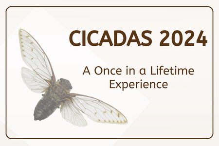 cicada on cream background