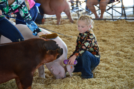 A girl crouching near some pigs.