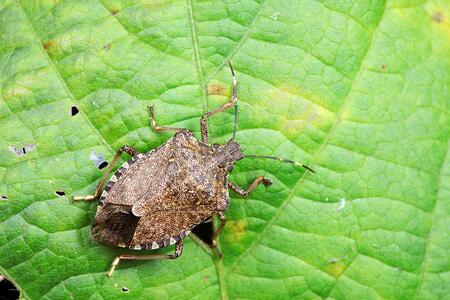 Up close view of a brown marmorated stink bug on a green leaf.