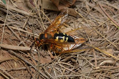 A black and yellow cicada killer wasp stinging an annual cicada.