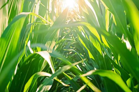 The sun shining through rows of growing corn in a field.