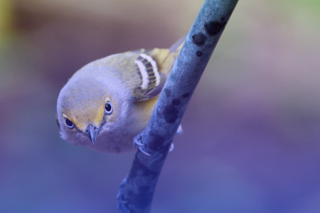 image of a bird sitting on a tree branch