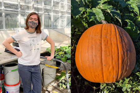 Two split images with a person researching in a greenhouse on left and orange pumpkin on right.