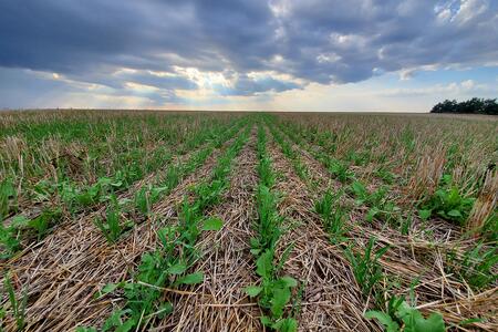 a field of straw and cover crops