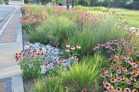 A rain garden with pink flowering plants between sidewalks