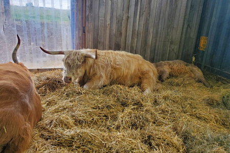 cow with horns laying down in hay