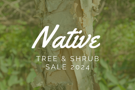 Native Tree and Shrub Sale 2024