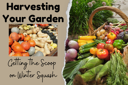 there's a tear strip separating the overall image; on the left side is a beige background with a photo of a variety of squashes. On the right side is a photo of a variety of fresh vegetables in a basket