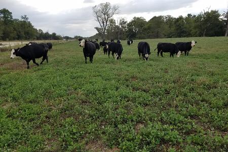 A herd of black and white Simmental cows grazing in a green pasture. 