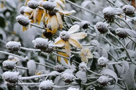 Yellow flower petals and seed heads covered in snow. 