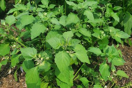 A green plant with tiny white flowers growing in the ground.