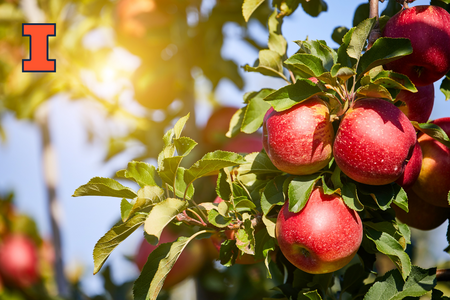 apples on a branch with a sun flare in the background