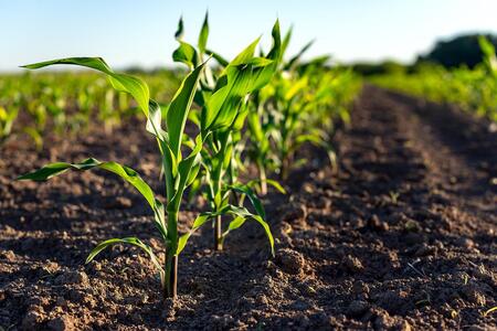 YOung stalks of corn growing in a field