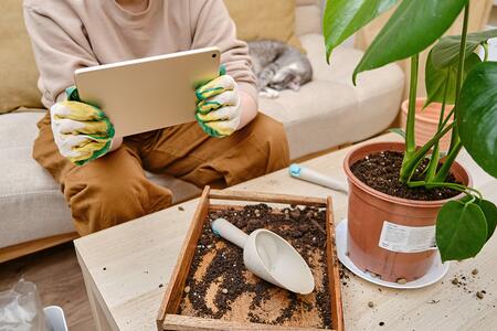 A person sitting on a couch, looking for information on a tablet, while potting a houseplant indoors.