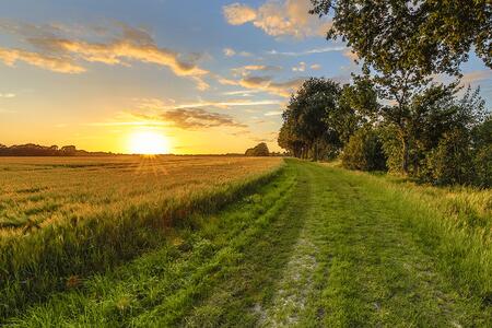 The sun shining over a view of a grass pathway with a farm field on the left and tree line on the right.