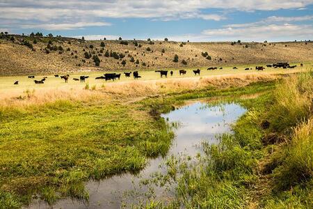 cattle grazing in a pasture