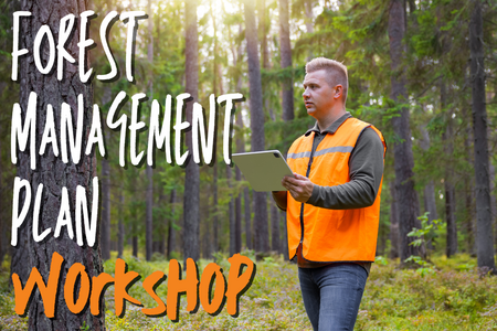 man in safety vest with ipad looking at a tree trunk in a forest