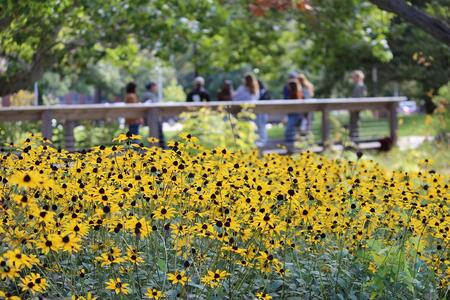 yellow native flowers bloom in a garden with a background of people on a bridge