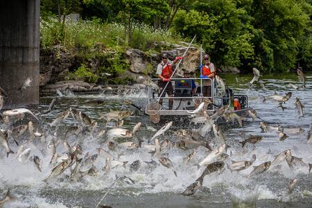 Two people in a boat with nets on poles watch as dozens of carp jump out of the water