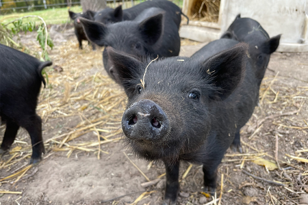 black piglets on the ground