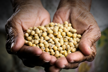 aging hands cupping harvested soybeans