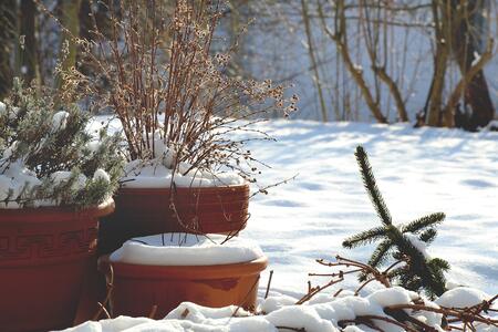 A group of perennial plants in pots grouped together to overwinter outdoors.