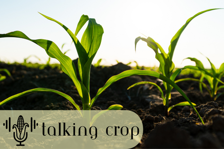 corn growing in a field