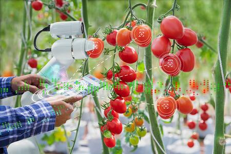 A person holding a tablet while a robot holds and analyzes tomatoes growing on a plant vine.