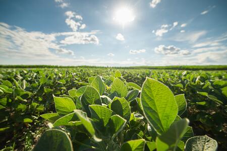 View overlooking soybean plants growing in a field on a blue sky day.