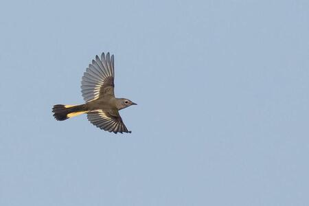 a bird flying against a blue sky 