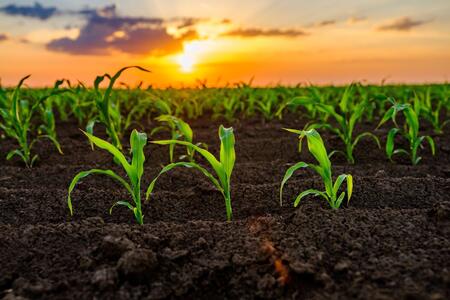 close up of crops sprouting from the ground with a sunset in the background