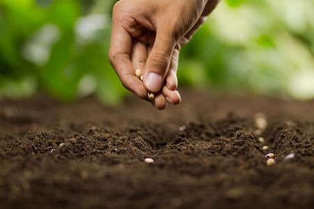 Person planting seeds