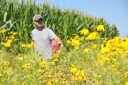 a guy in a field of yellow brown eyes susans with a field of corn in the background