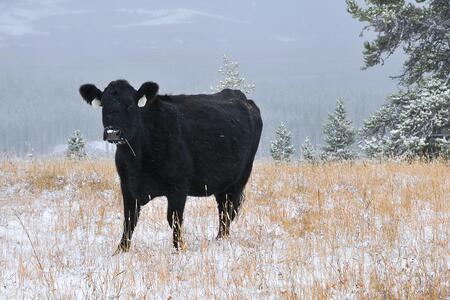 black cow in a snowy field