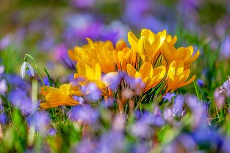 Yellow and purple flowers