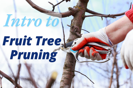 hand with nippers trimming a tree branch