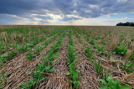 a cover crop growing in a farm field