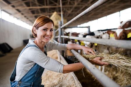 woman feeding cows hay